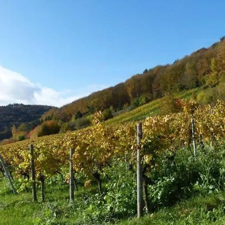 Sudpfalz Quartier 42 - Owwe Appartement *